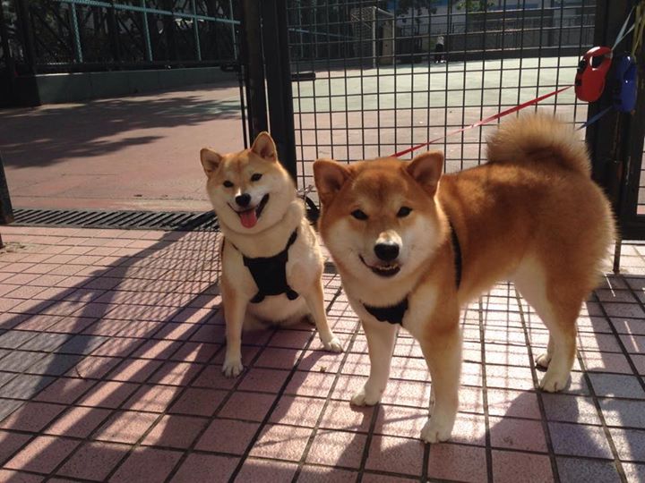 爱游戏-“乔丹的威严：篮球之神的职业生涯巅峰”，乔丹是篮球界最强吗